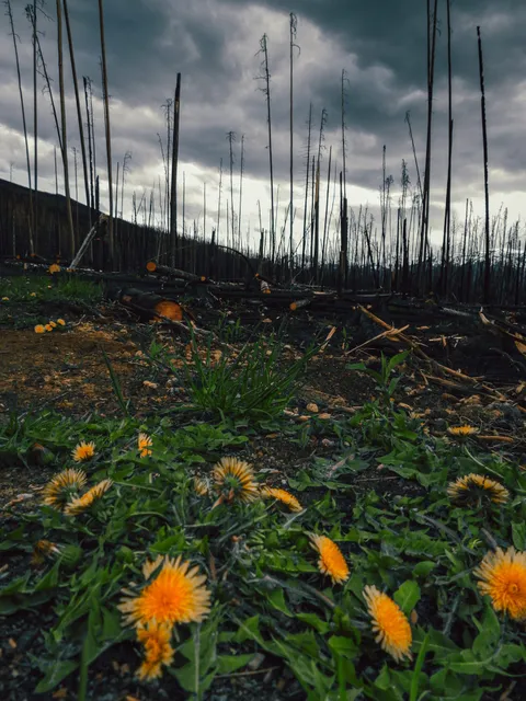 Flores amarillas crecen sobre suelo ennegrecido por el fuego.