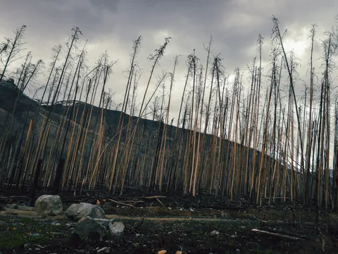 Troncos calcinados se alzan a contraluz bajo un cielo dramático.