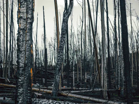 Interior de un bosque denso de troncos ennegrecidos tras el incendio.