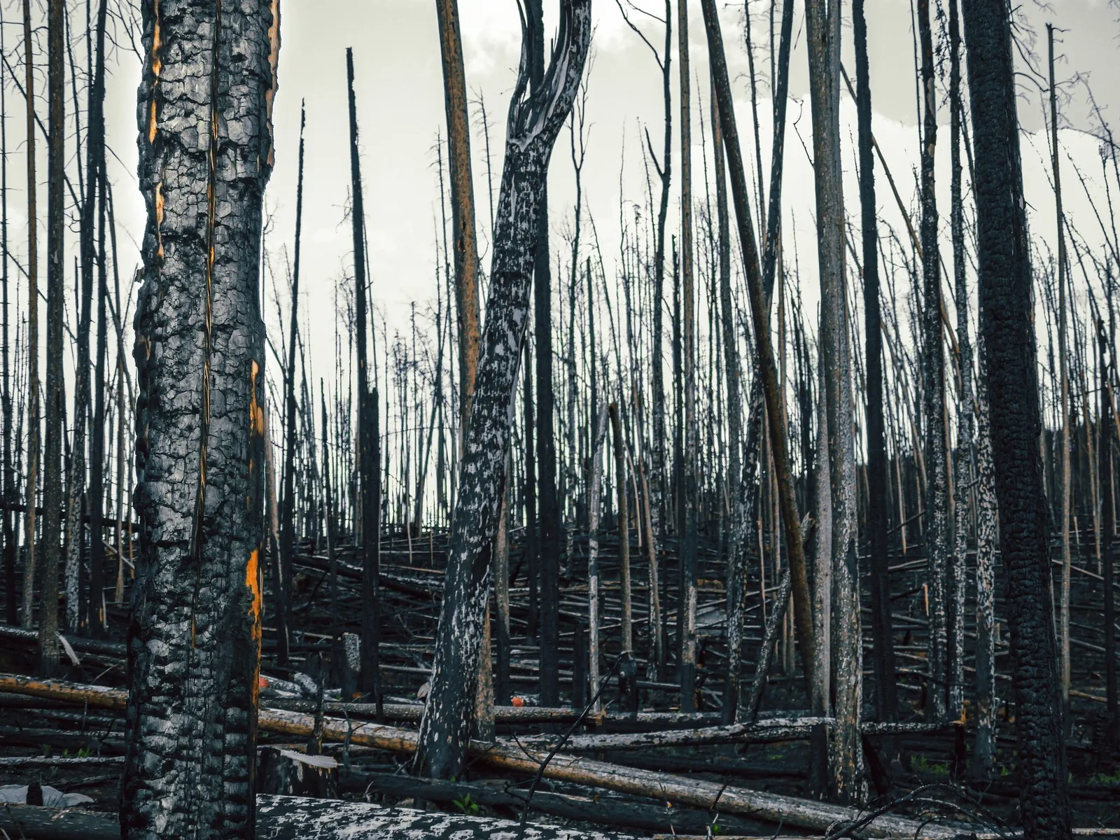Interior de un bosque denso de troncos ennegrecidos tras el incendio.