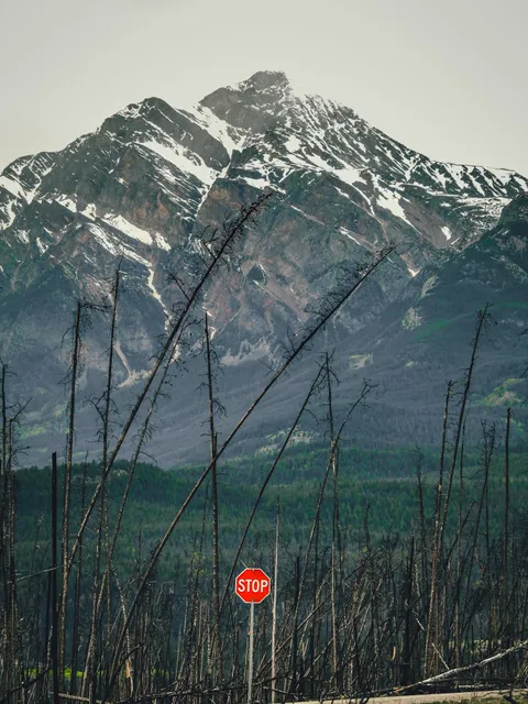 Una señalización de sendero oxidada, con el bosque quemado y la montaña de fondo.