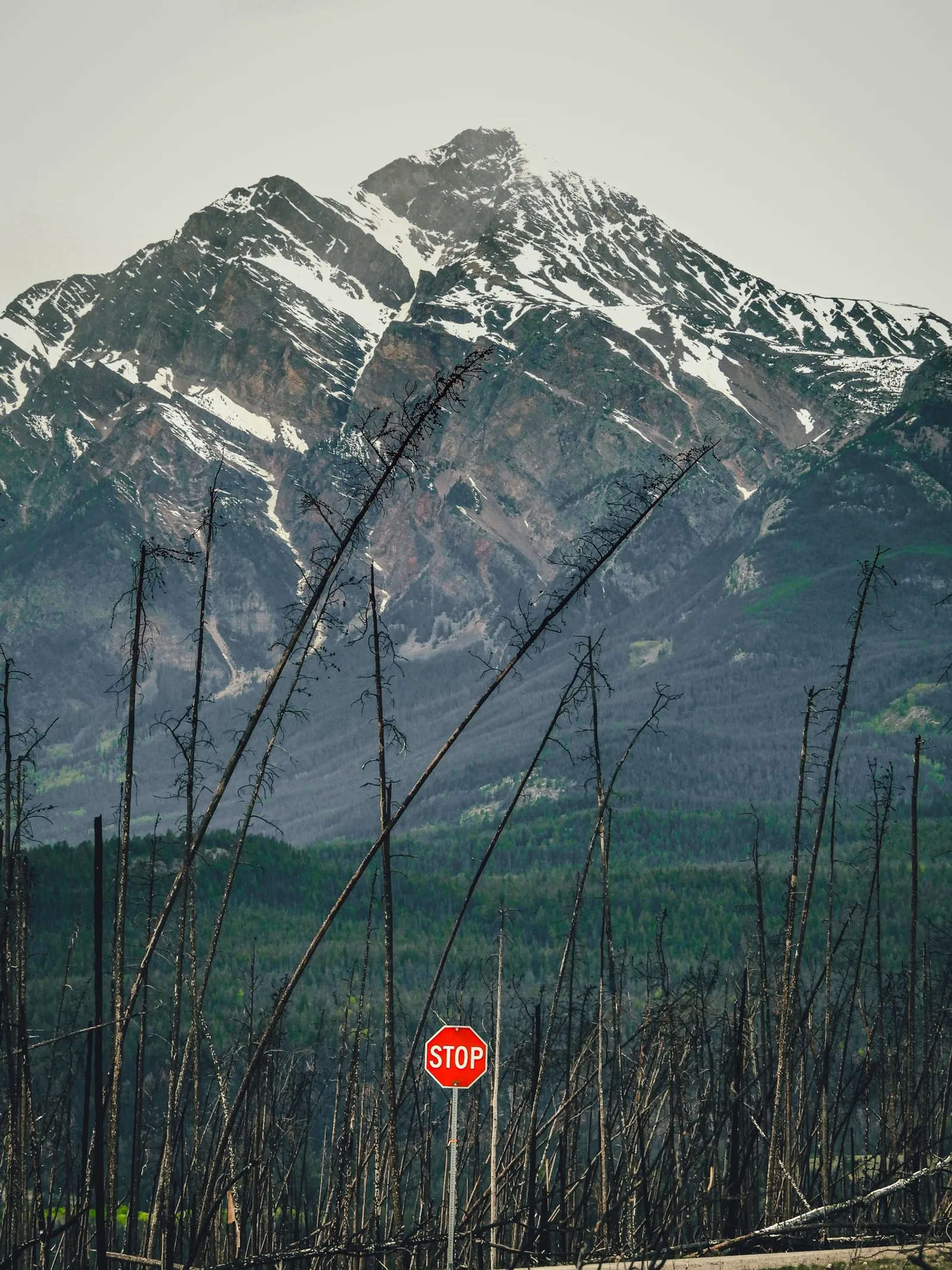 Una señalización de sendero oxidada, con el bosque quemado y la montaña de fondo.