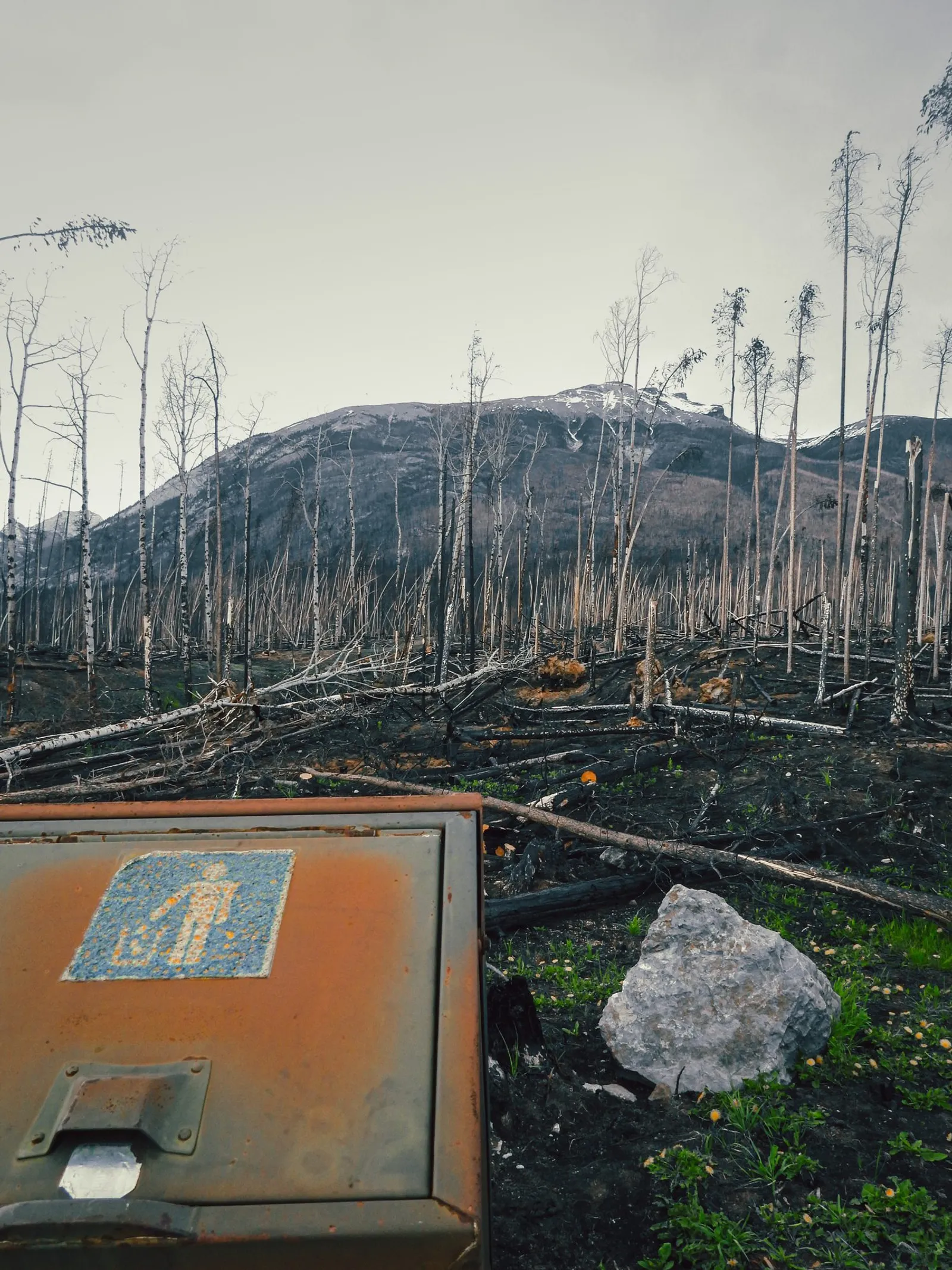 Dientes de león florecen junto a una roca, con el bosque quemado detrás.