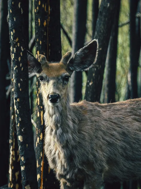 Primer plano de un venado mula con las orejas alerta en el bosque quemado.