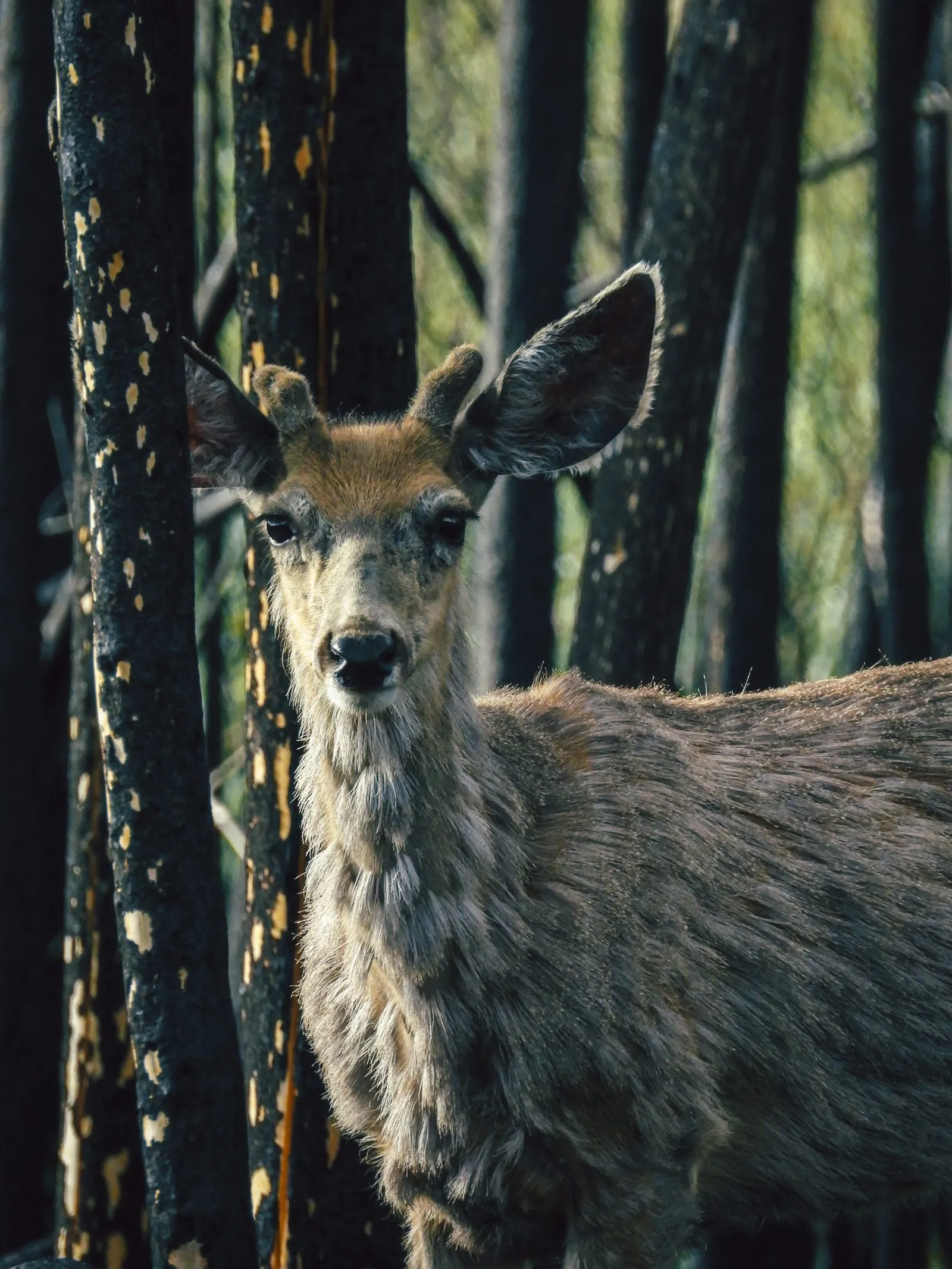 Primer plano de un venado mula con las orejas alerta en el bosque quemado.