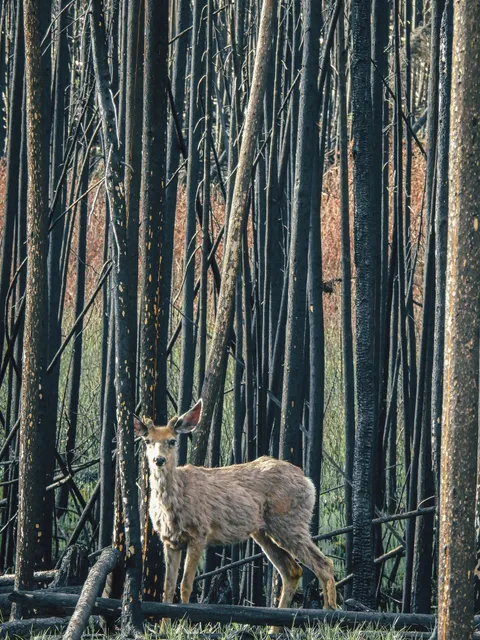 Un tronco calcinado con parches de corteza intacta, en medio del bosque afectado.