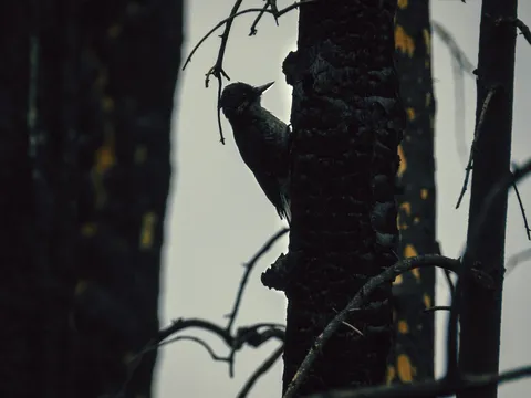 Un pájaro carpintero de dorso negro se aferra a un tronco quemado.