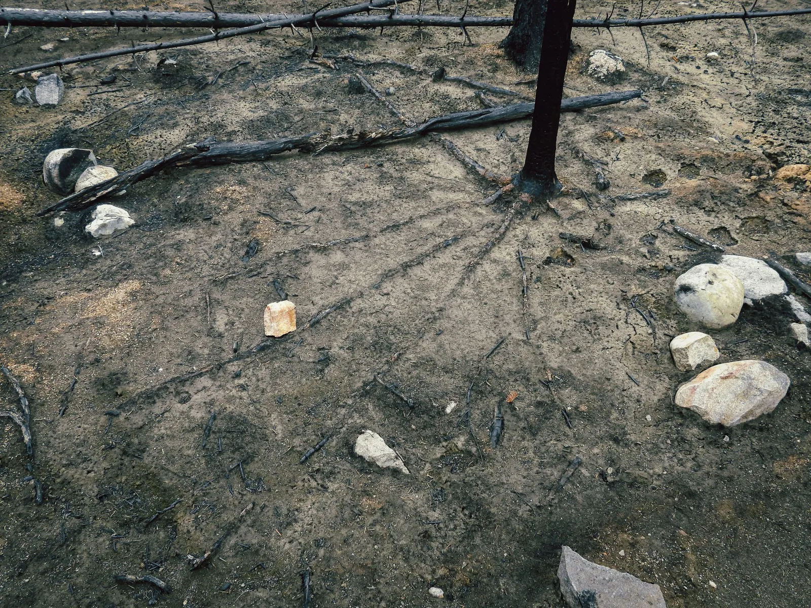 Vista aérea de las raíces de un árbol quemado entre piedras y ceniza.