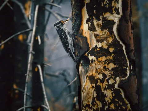 Un pájaro carpintero con alimento en el pico, posado en un tronco quemado.