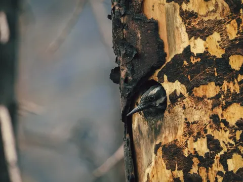 Un pájaro carpintero asoma desde el hueco que excavó en un árbol calcinado.