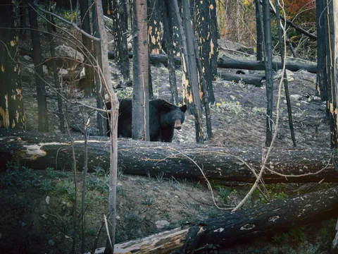Un oso negro camina entre los árboles quemados de Jasper.