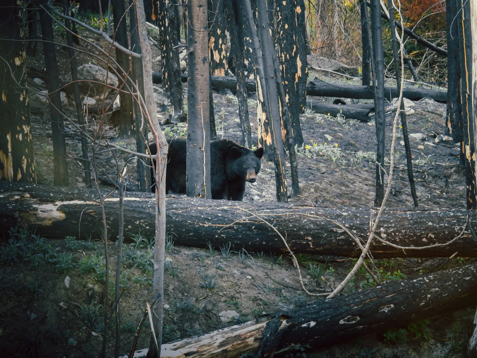 Un oso negro camina entre los árboles quemados de Jasper.