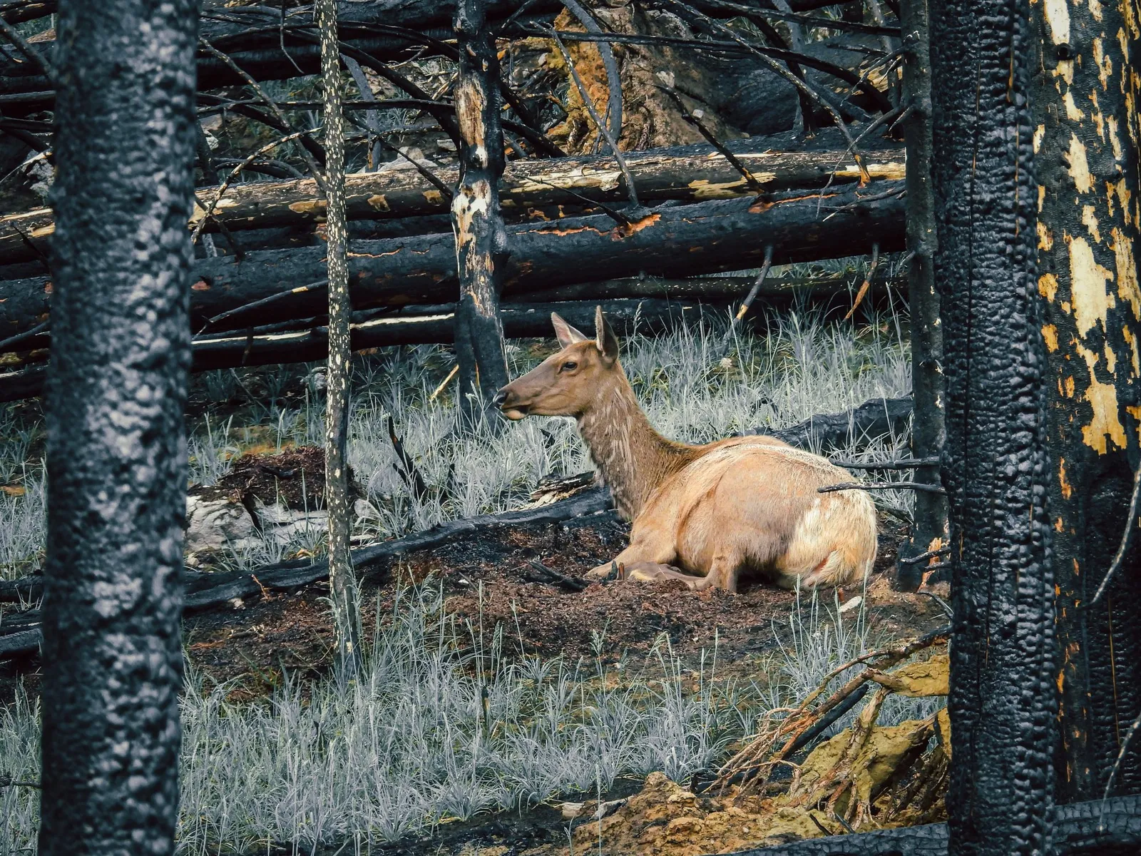 Un wapití descansa entre el pasto nuevo del bosque quemado.