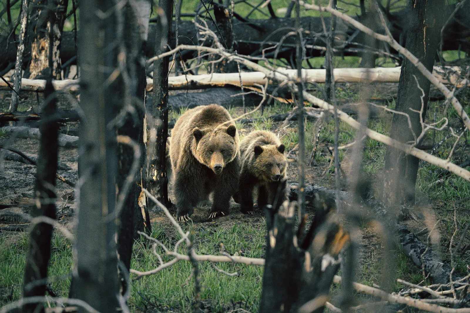 Una osa grizzly y su cría caminan hacia la cámara entre troncos quemados y pasto nuevo.