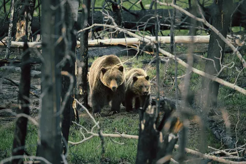 Una osa grizzly y su cría caminan hacia la cámara entre troncos quemados y pasto nuevo.
