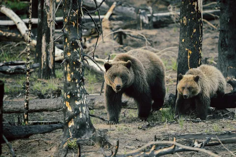 Osa grizzly y cachorro observan entre los árboles calcinados de Jasper.