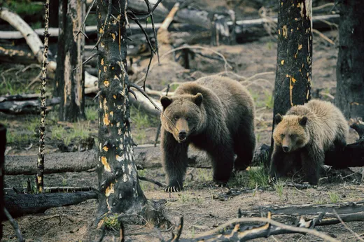 Una osa grizzly y su cría observan entre los árboles calcinados de Jasper, con pasto nuevo creciendo a sus pies.